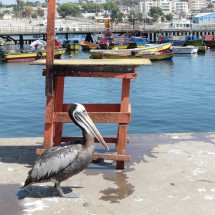 Again a Pelican in the port of Caldera